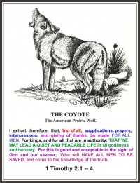 THE COYOTE