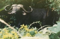 1 Cape buffalo1986