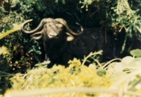 2 Cape Buffalo 1986