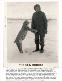 38 Pound Bobcat 1956