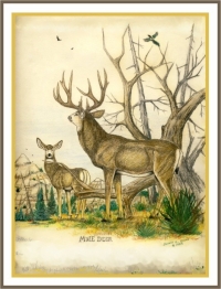 1985, Colored pencil Mule Deer